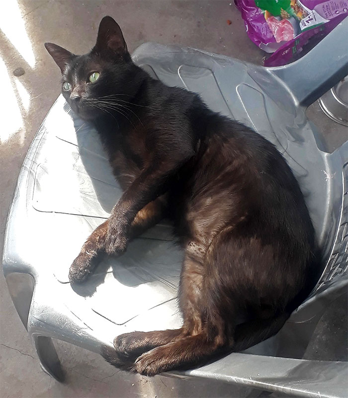 Woman Gets What She Deserves After Kicking Out BF's Cat From His House When He Wasn't Around Woman Gets What She Deserves After Kicking Out BF's Cat From His House When He Wasn't Around