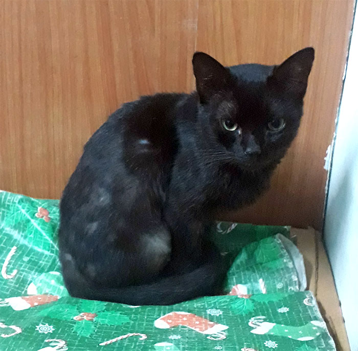 Woman Gets What She Deserves After Kicking Out BF's Cat From His House When He Wasn't Around Woman Gets What She Deserves After Kicking Out BF's Cat From His House When He Wasn't Around