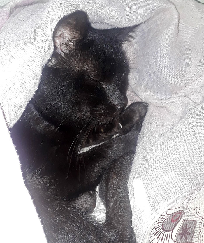 Woman Gets What She Deserves After Kicking Out BF's Cat From His House When He Wasn't Around Woman Gets What She Deserves After Kicking Out BF's Cat From His House When He Wasn't Around