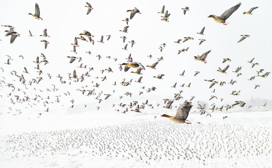 Overall Winner, Birds: "Winter Migration" By Terje Kolaas