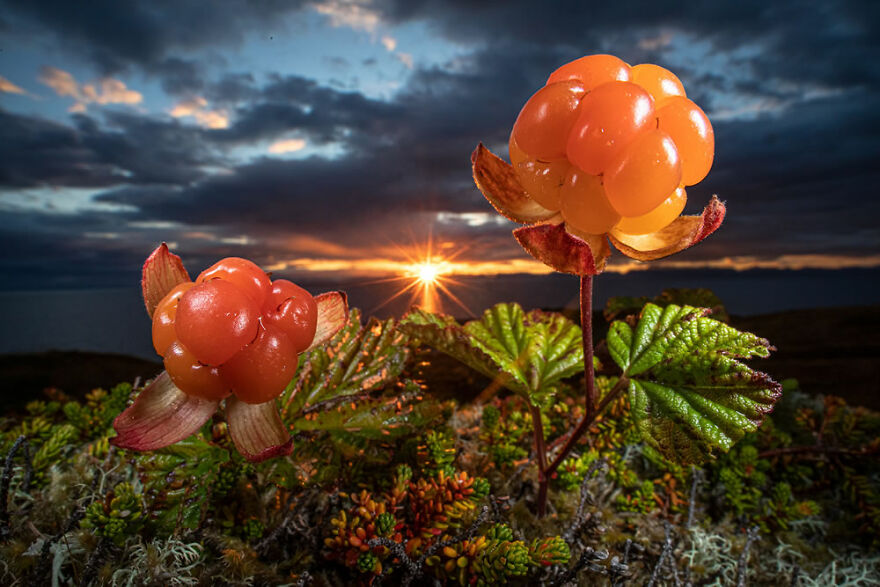Runner-Up, Plants And Fungi: "Nature's Eatable Arctic Gold" By Audun Rikardsen