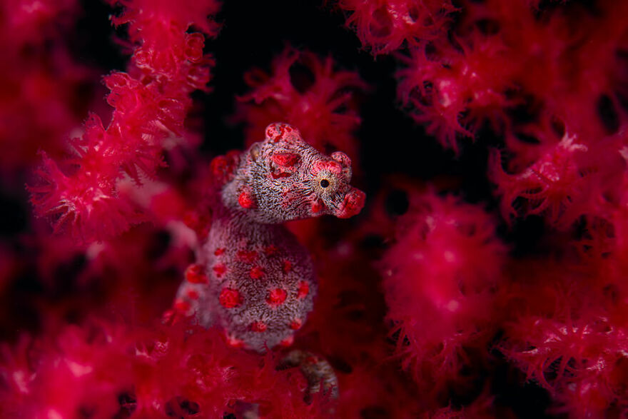 Winner, Underwater: "Red In Red" By Georg Nies