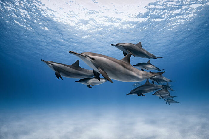 Segundo puesto en la categoría Bajo el agua: “El hogar de los delfines” por Dmitry Kokh