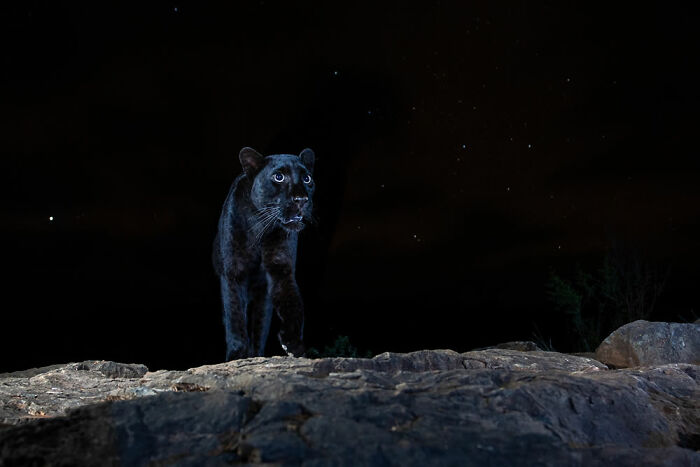 Ganador de la categoría Retrato animal: “Leopardo negro” por William Burrard-Lucas