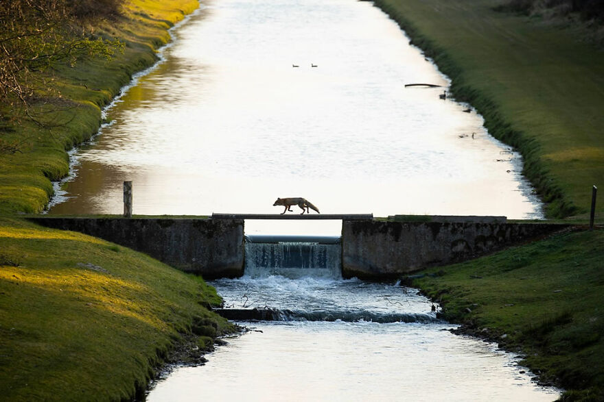 Winner, Nature Of "De Lage Landen:" "Fox Crossing The Bridge" By Andius Teijgeler