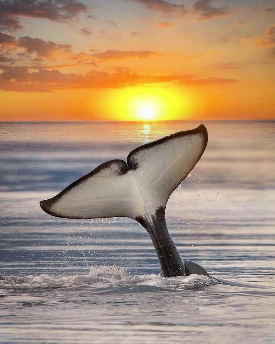 Photographer Combines Whales And The Sunset, Resulting In True Works Of Art In Our Eyes