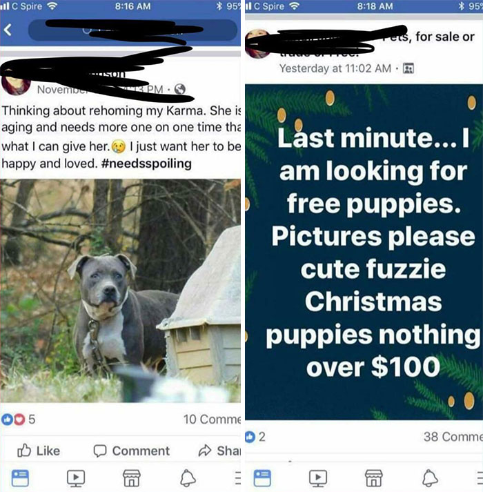 Give A Dog Away Cause It’s Aging, Wants A Brand New Puppy For Christmas