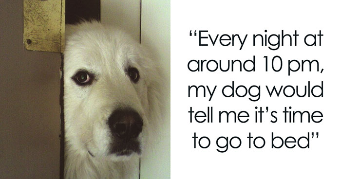 40 Funny And Bizarre Things Pets Do According To Their Owners Who Claim That Nobody Believes Them