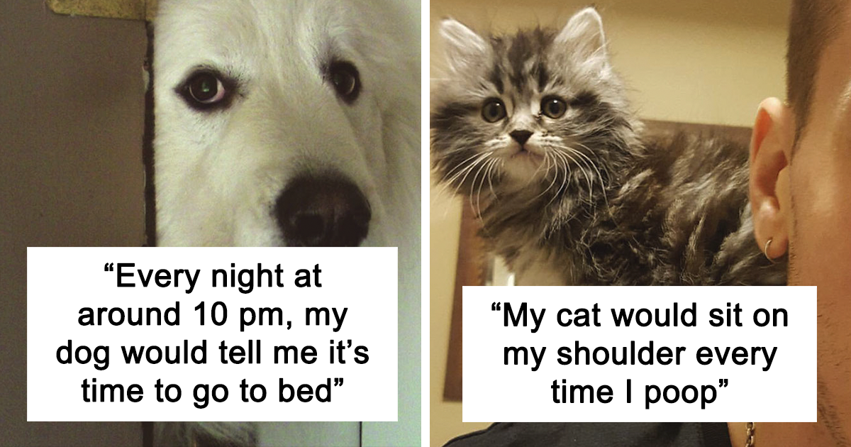 People Share 87 Weird And Funny Quirks Their Pets Have That Nobody Believes - Vimarsana News