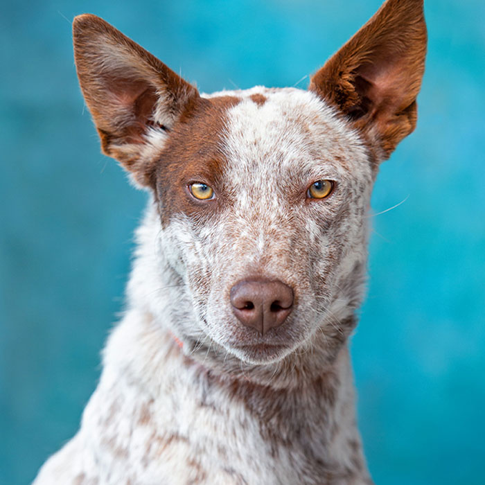 40 Photos I Took Of Shelter Dogs So They Could Get Adopted Faster