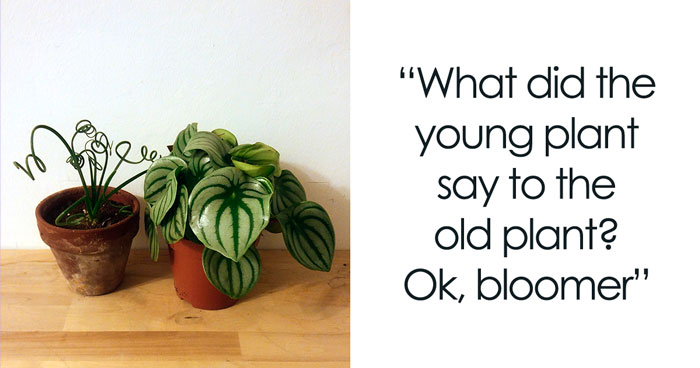 A Collection of 148 Plant Puns That Will Leaf You Chuckling
