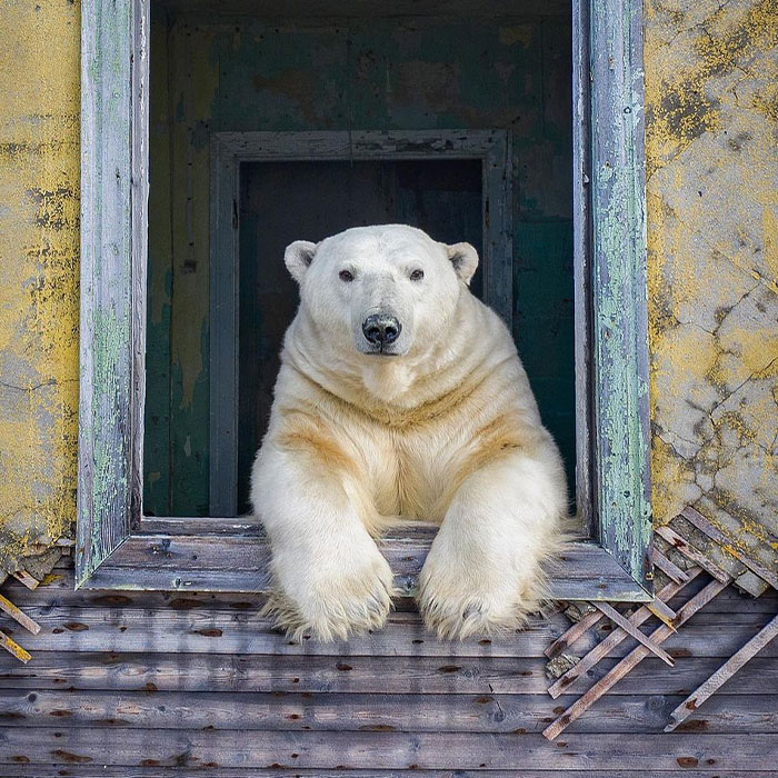 Russian Photographer Takes Photos Of Polar Bears That Took Over Abandoned Buildings
