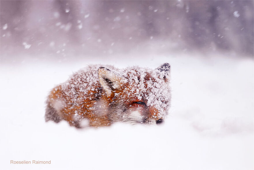 Red Fox In A Snow Storm
