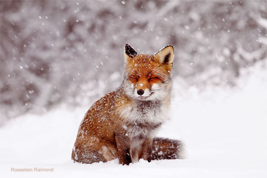 Smiling Fox In The Snow