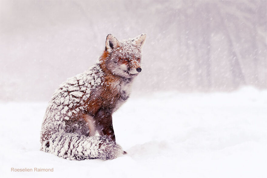 Snow, Snow, Snow...and A Fox