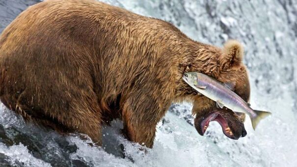 salmon-attacking-innocent-bear-61aa0436e69e1.jpg