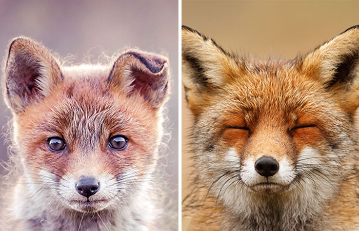I Took 30 Pictures Of Different Foxes That Tell A Lot About Their Personalities