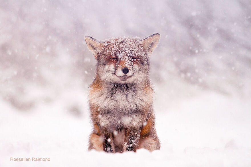 Red Fox, Peacefully Enjoying The Snow