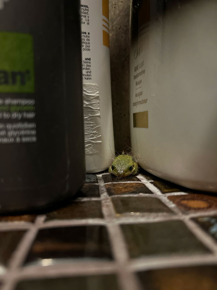 Guy Tweets Story Of How He Adopted A Tree Frog He Found In His Romaine Lettuce Container