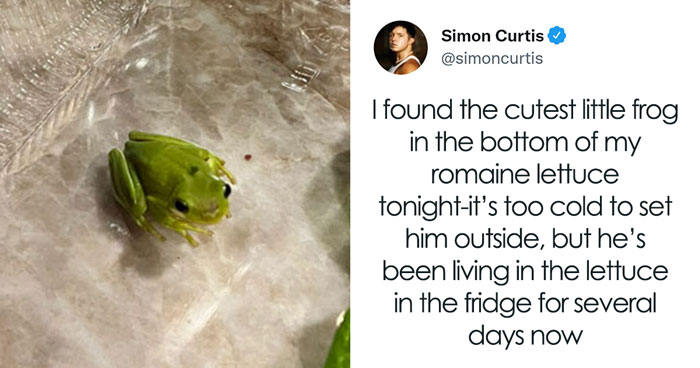 Guy Tweets Adorable Story Of How He Ended Up Adopting A Tiny Tree Frog He Discovered In His Lettuce Box