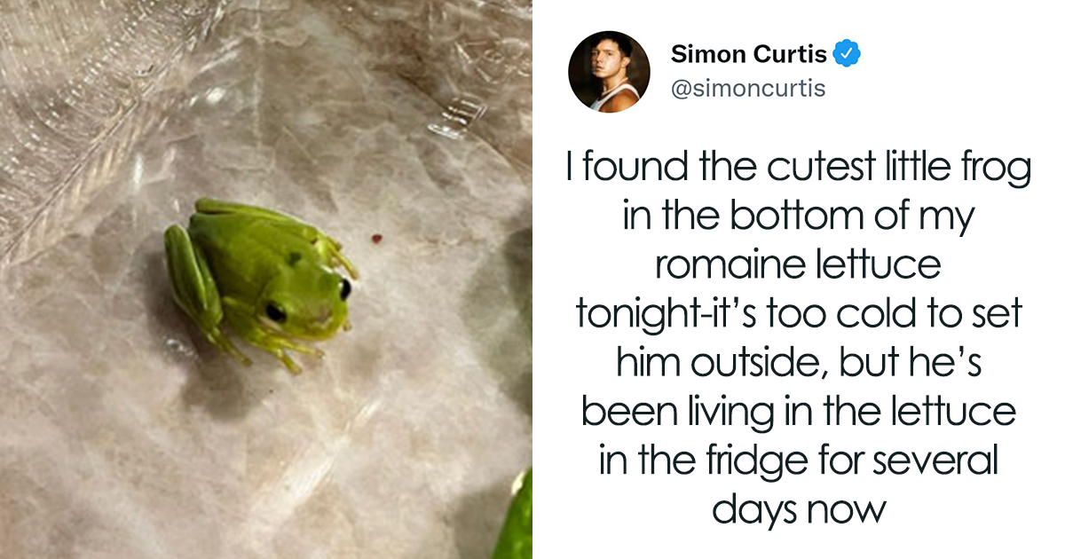 Guy Tweets Adorable Story Of How He Ended Up Adopting A Tiny Tree Frog He Discovered In His Lettuce Box - Vimarsana News