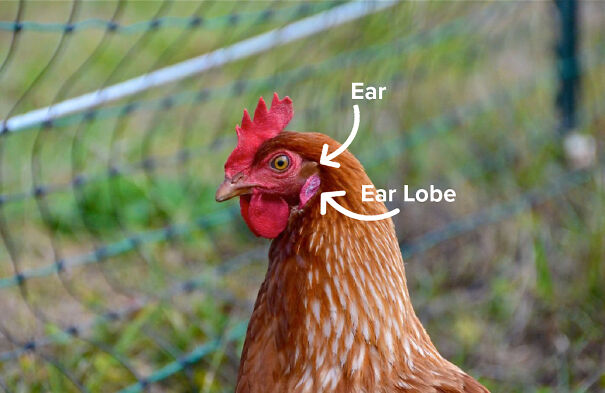 welfare-hens-have-ears-61bc5db2c49ca.jpg