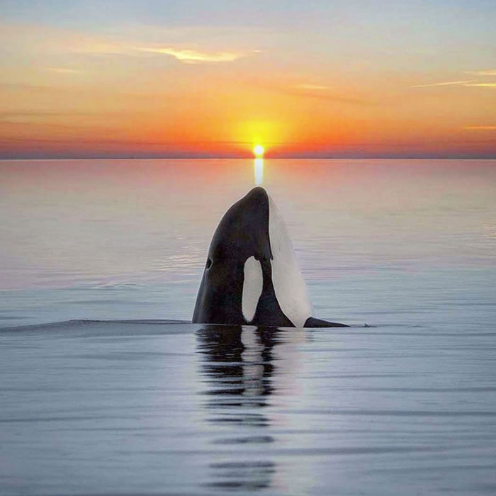 Professional Photographer Captures Magical Photos Of Orcas Basking In A Sunset (27 Pics)