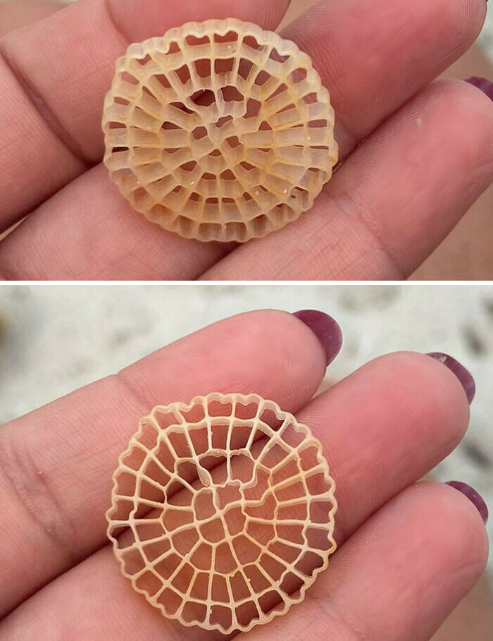 Plastic-Like, Circular Object (3 Cm), Made Of "Cells" (As In Beehives) Distributed Around 4 Concentric Rings. Found On Several Beaches, Sardinia (Italy)