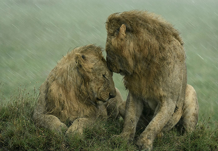 25 Amazing Images From The 2021 Wildlife Photographer Of The Year Contest That Are Running For People’s Choice Award