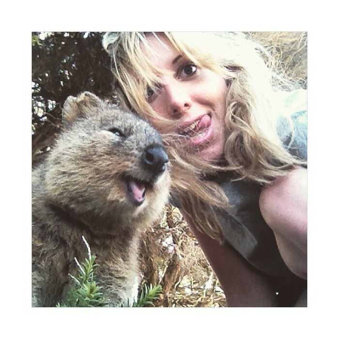 Met These Guys Today On Rottnest Island. Who Knew Quokka's Love Selfies. They're Utterly Adorable
