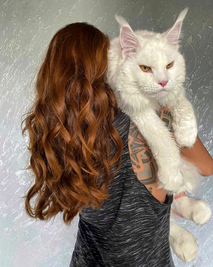 A person with long hair holding a large, white Maine Coon cat against a textured wall. A person with long hair holding a large, white Maine Coon cat against a textured wall.