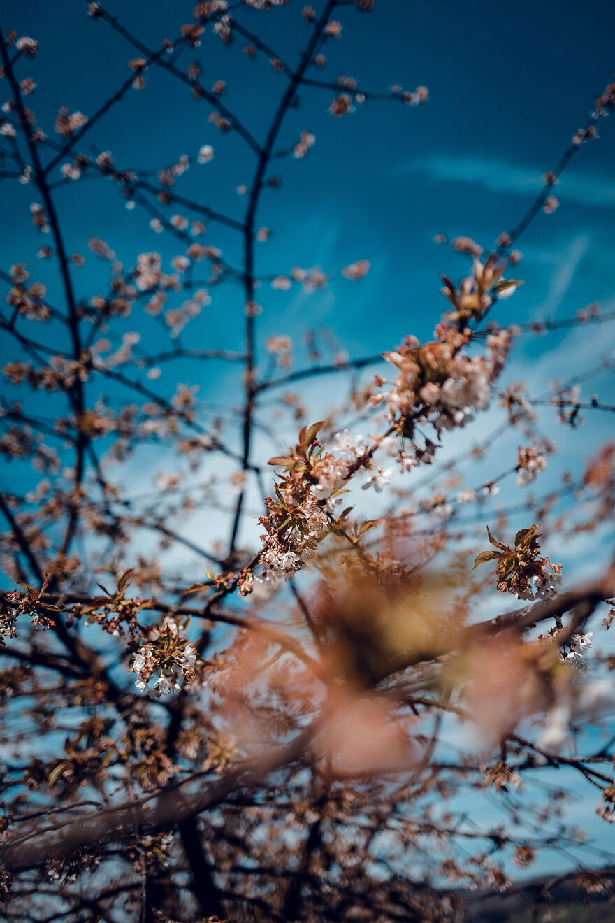 March 2022 – On A Walk In The Woods Of My Hometown. Shot With Sony A7 III + 50 Or 85mm