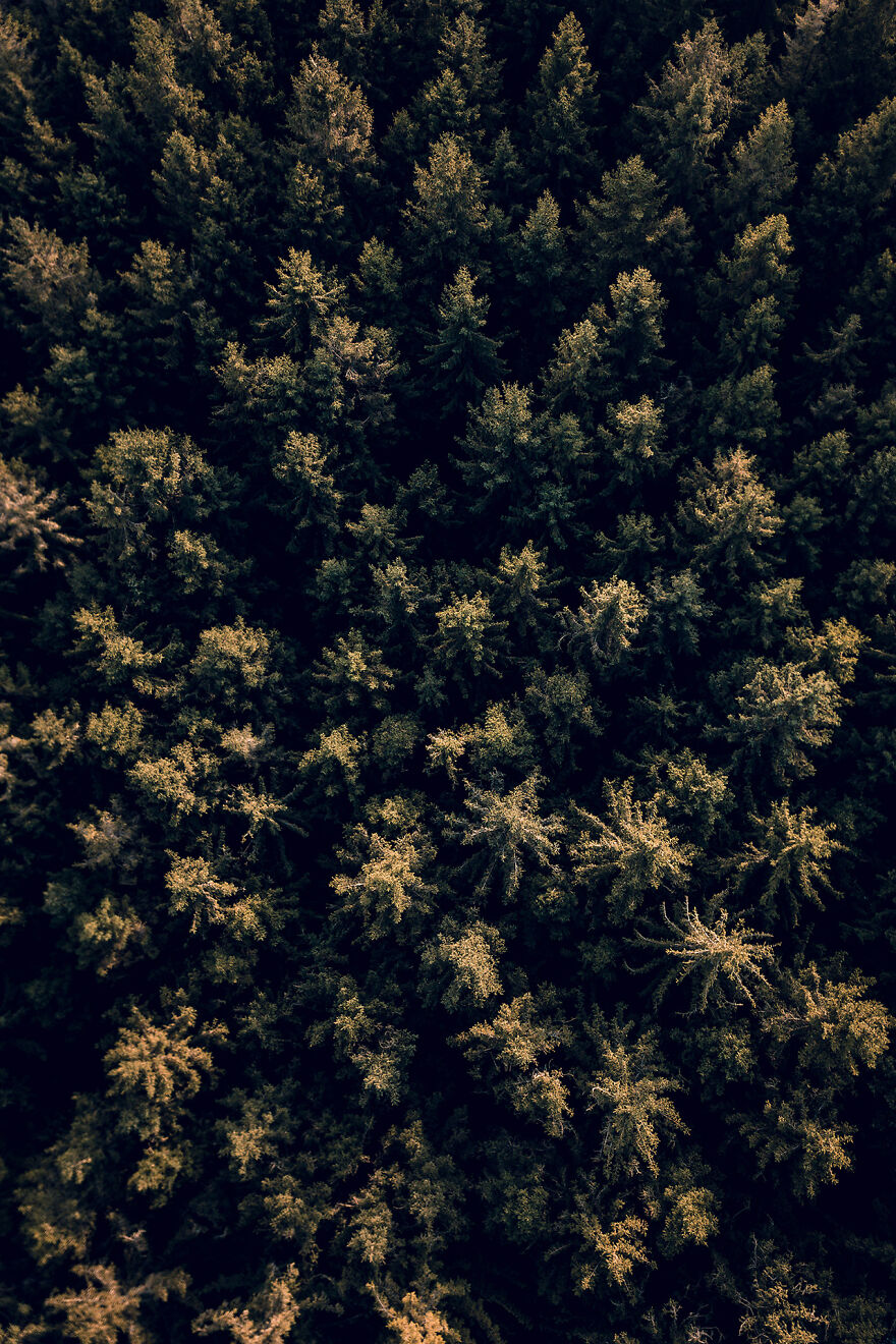 April 2021 – Are Those Buds Or Is This A Forest? Drone Shot, Herscheid