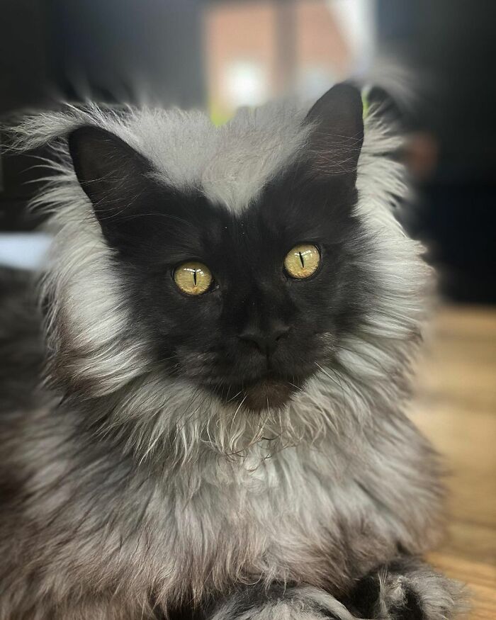 Meet Richie, The Maine Coon Cat Gone Viral On Social Media Meet Richie, The Maine Coon Cat Gone Viral On Social Media