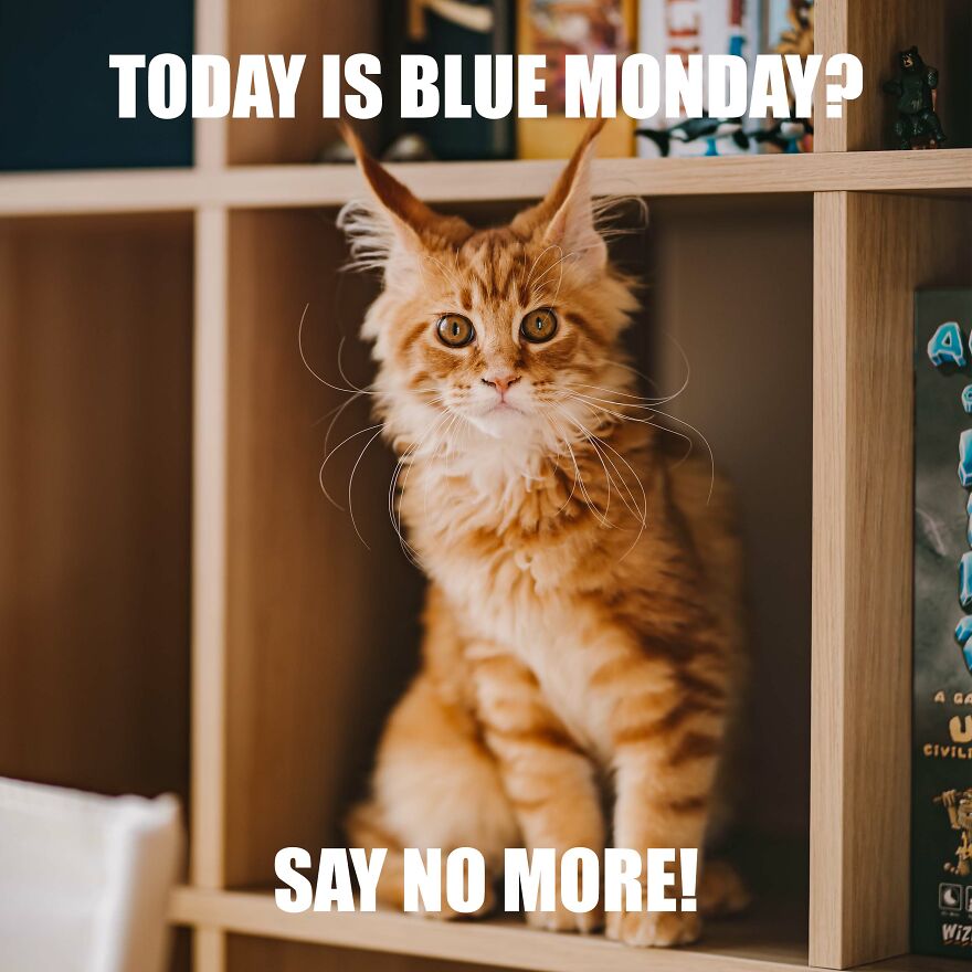 7 Tips From My Cat Thor To Feel Better On Monday