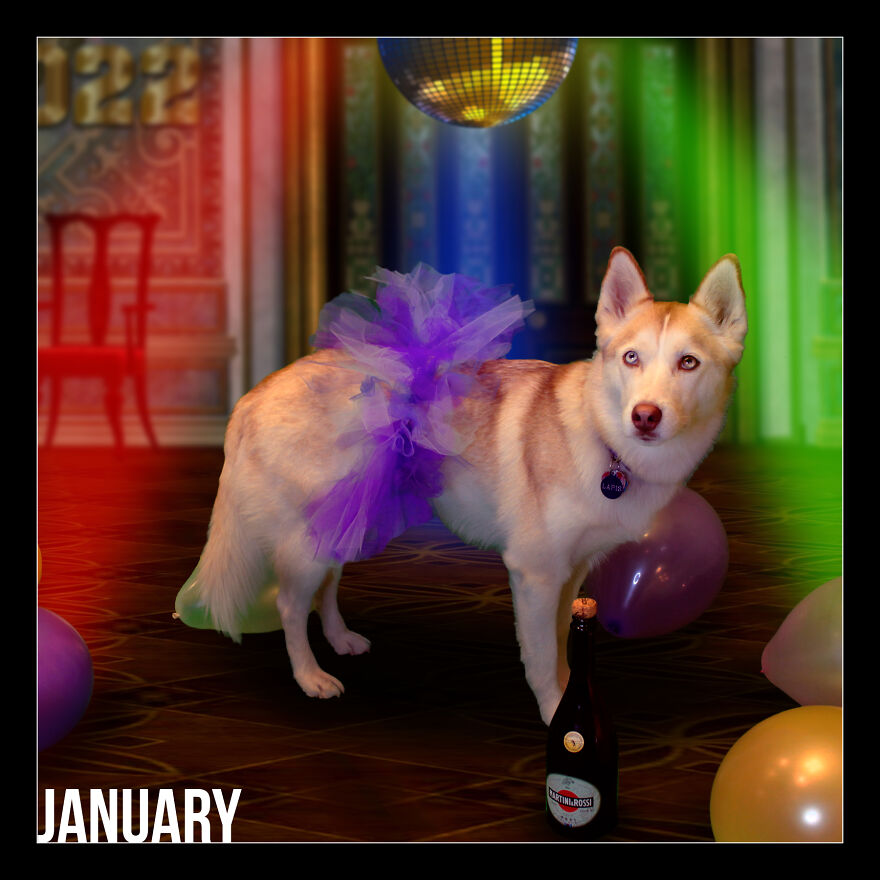 I Photoshop My Dog Into Goofy Scenes For My 2022 Calendar