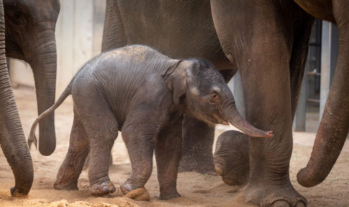 Oklahoma City Zoo Celebrates Birth of Rama The Asian Elephant, Who Got Famous With His Ultrasound Even Before He Was Born