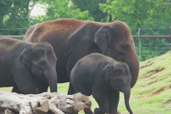 Oklahoma City Zoo Celebrates Birth of Rama The Asian Elephant, Who Got Famous With His Ultrasound Even Before He Was Born Oklahoma City Zoo Celebrates Birth of Rama The Asian Elephant, Who Got Famous With His Ultrasound Even Before He Was Born