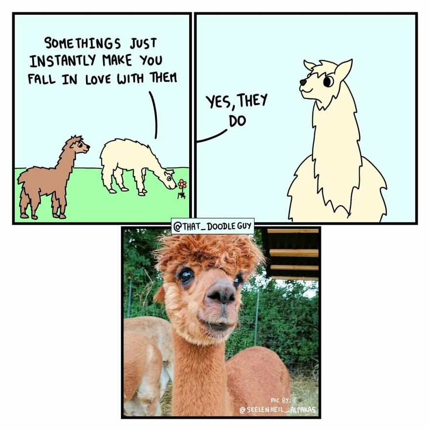 10 Comics That Show Wholesome Backstory Of These Real Animal Pictures!