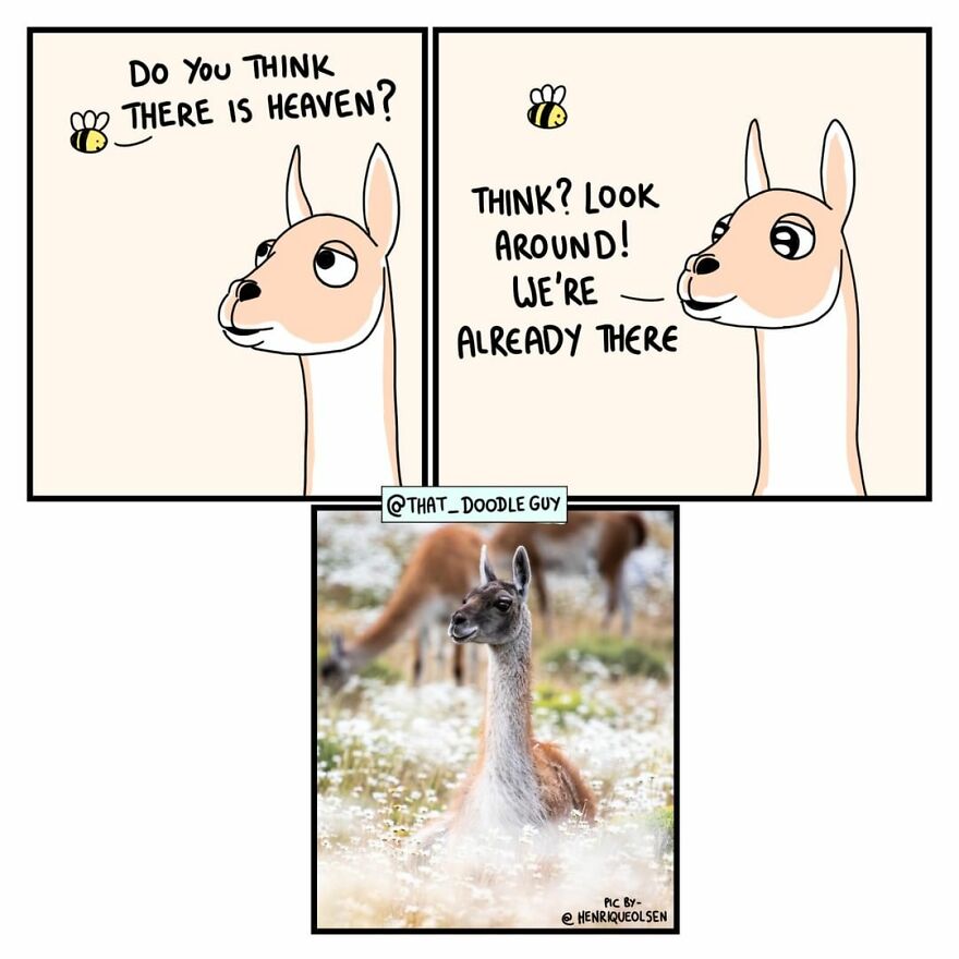 10 Comics That Show Wholesome Backstory Of These Real Animal Pictures!