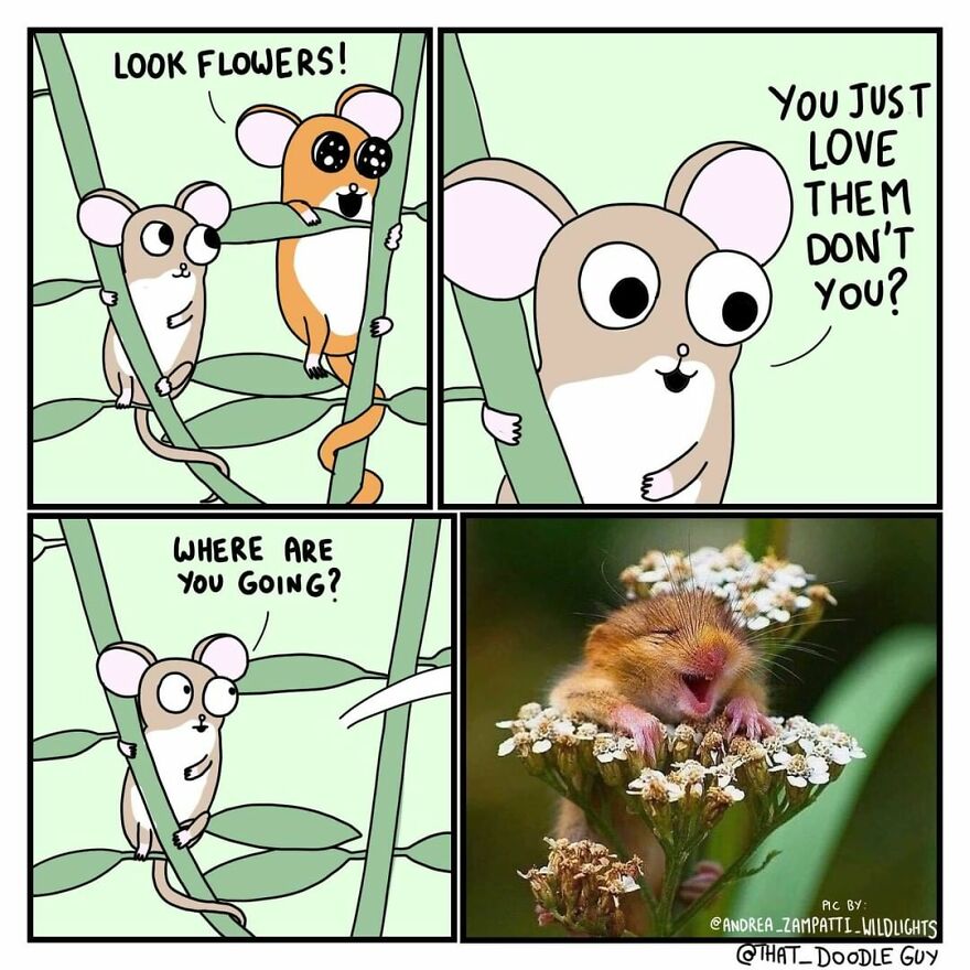 10 Comics That Show Wholesome Backstory Of These Real Animal Pictures!
