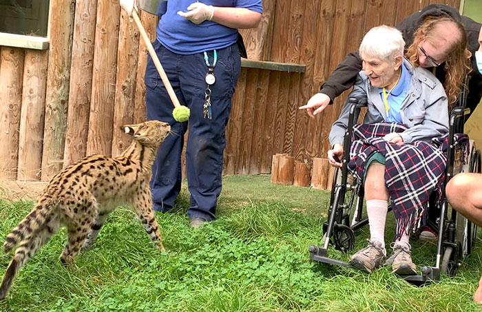 This 100-Year-Old Woman Had A Lifelong Ambition To Meet A Serval Cat And Her Dream Came True