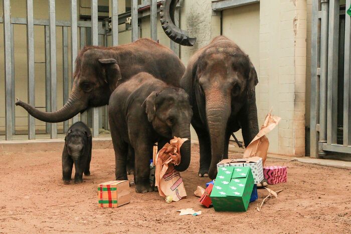 Oklahoma City Zoo Celebrates Birth of Rama The Asian Elephant, Who Got Famous With His Ultrasound Even Before He Was Born Oklahoma City Zoo Celebrates Birth of Rama The Asian Elephant, Who Got Famous With His Ultrasound Even Before He Was Born