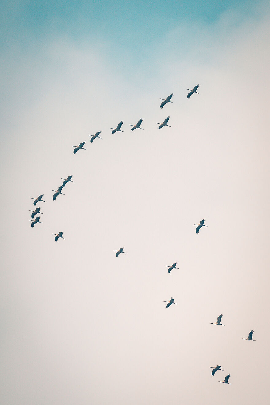 November 2022 – Some Birds Flying To The South. Shot With Sony A7 III + 200-600mm