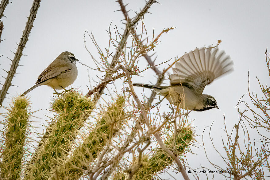 Desert Sparrows Aka Black Throated Sparrows Can Be Found Throughout The Park