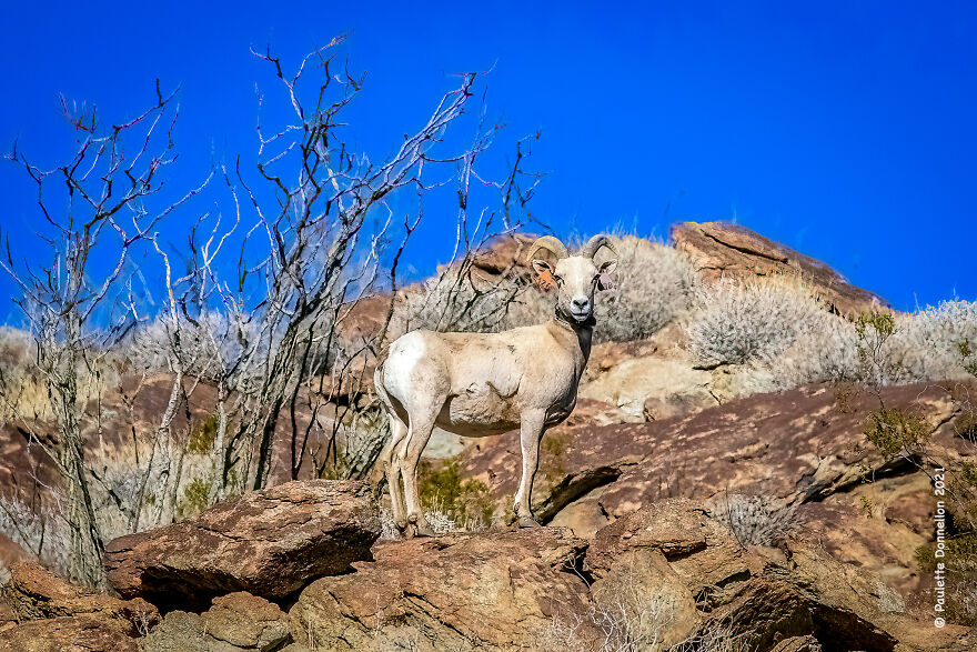 A Bighorn Ewe Poses Nicely