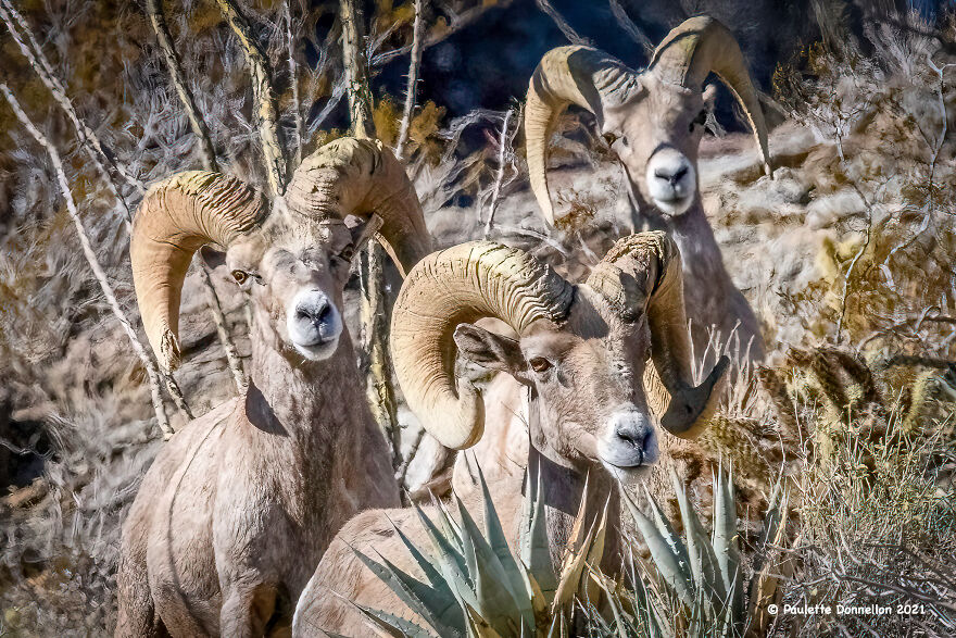 3 Friends ; Bighorn Rams Can Be Found On The Slopes Surrounding The Park