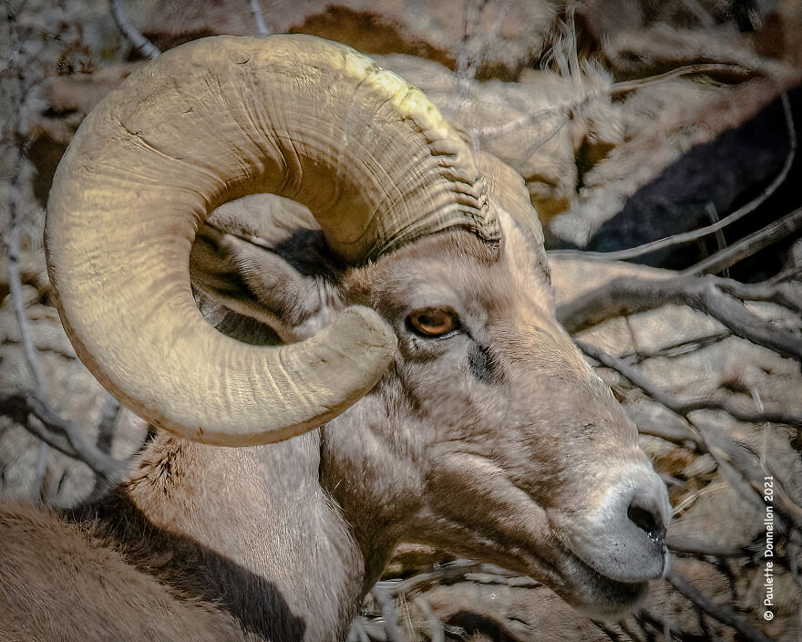 Bighorn Rams Can Be Found On The Rocky Slopes Surrounding The Park