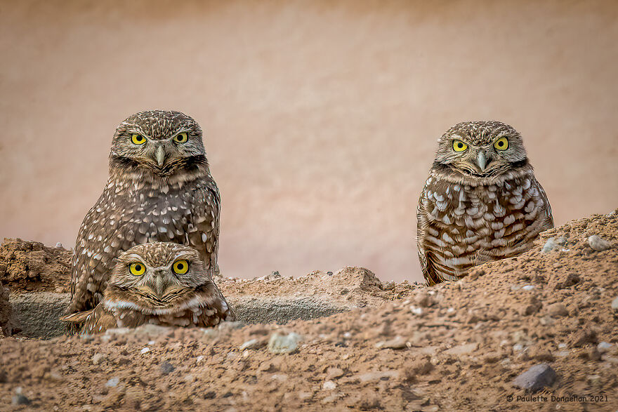 Burrowing Owls - Sonny Bono Salton Sea National Wildlife Refuge, Located Just Outside Of The Park