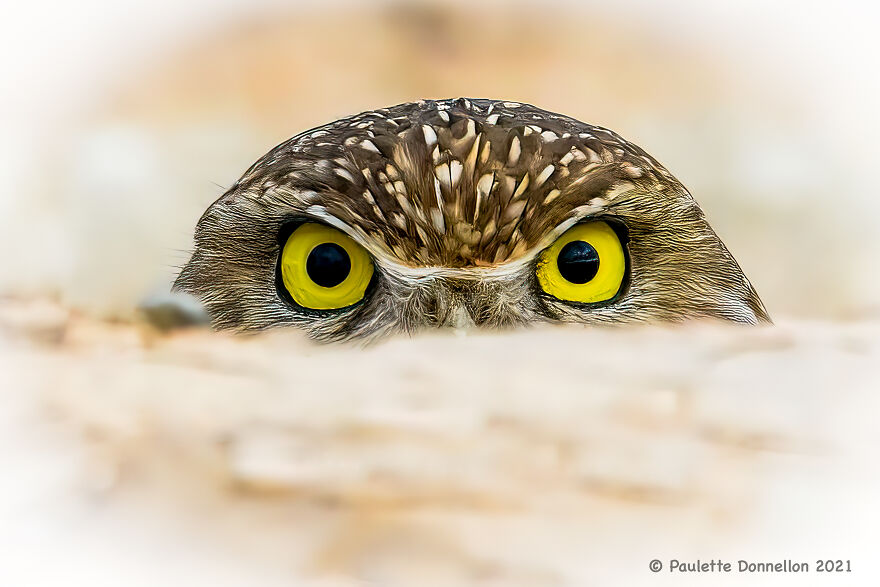 I See You! Burrowing Owl, Sonny Bono Salton Sea National Wildlife Refuge